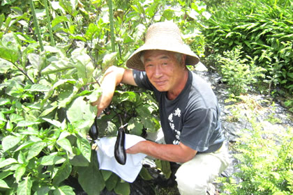 自家野菜 収穫